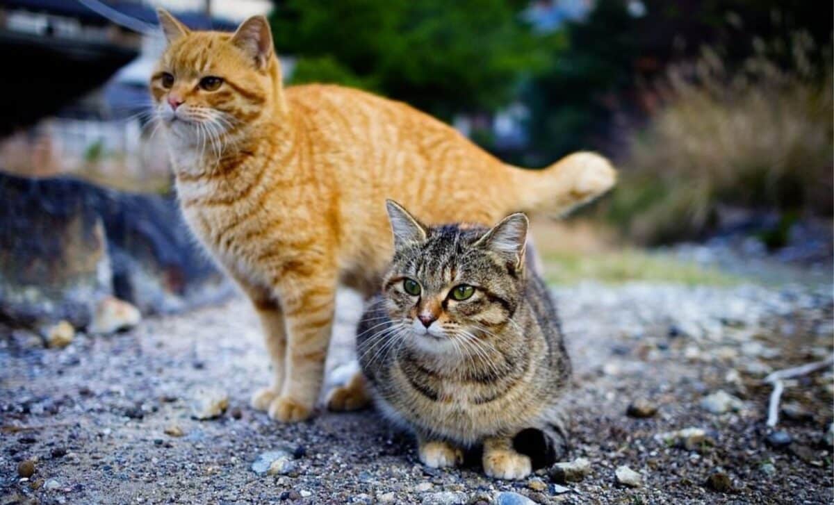 feral cats australia
