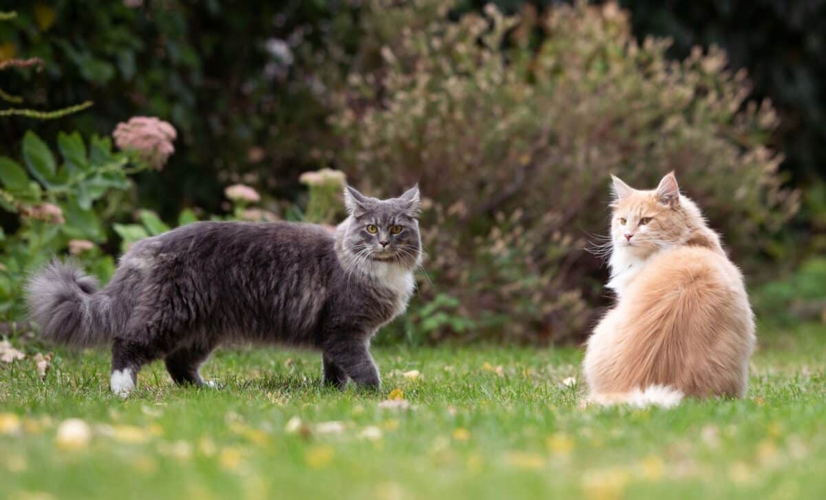 Gray and orange cats