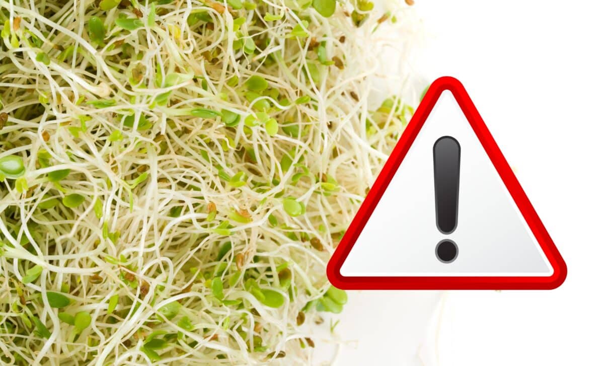 Massive Recall Alert: These Popular Alfalfa Sprouts Could Be Harming You