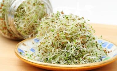 Salmonella Scare: A Second Recall for Alfalfa Sprouts in Australia