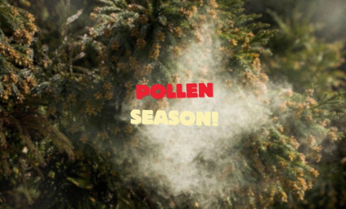 UK Met office pollen season