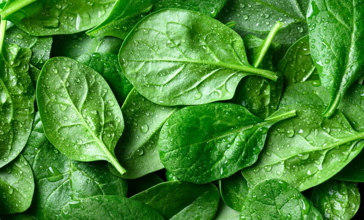 McCormack Family Farms recall