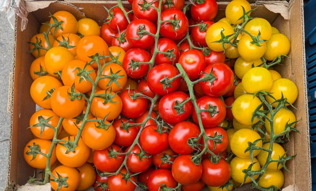 UK Salmonella Outbreak