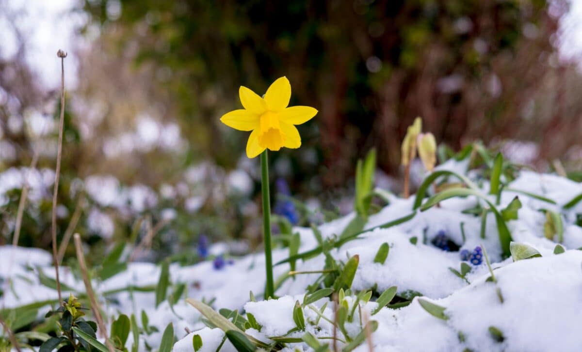 From 20°C to Blizzard Warnings in 7 Days Britain's Wild Weather Swing