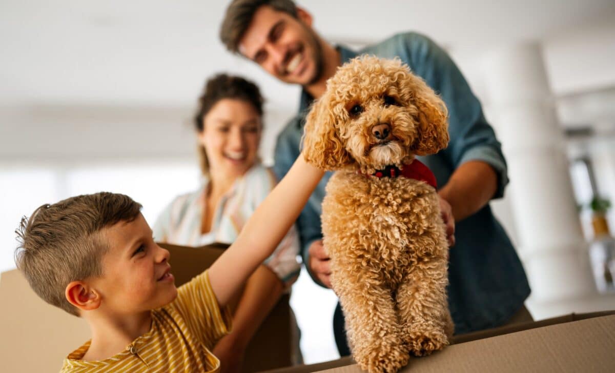 Millions of Renters Affected as England Rewrites the Rules on Pets