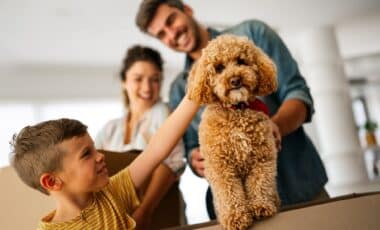 Millions of Renters Affected as England Rewrites the Rules on Pets