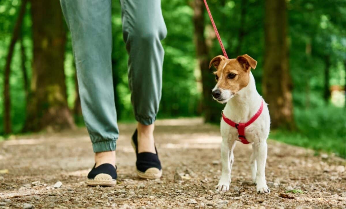 New Rules Mean Dog Walkers Could Be Fined £500 in England