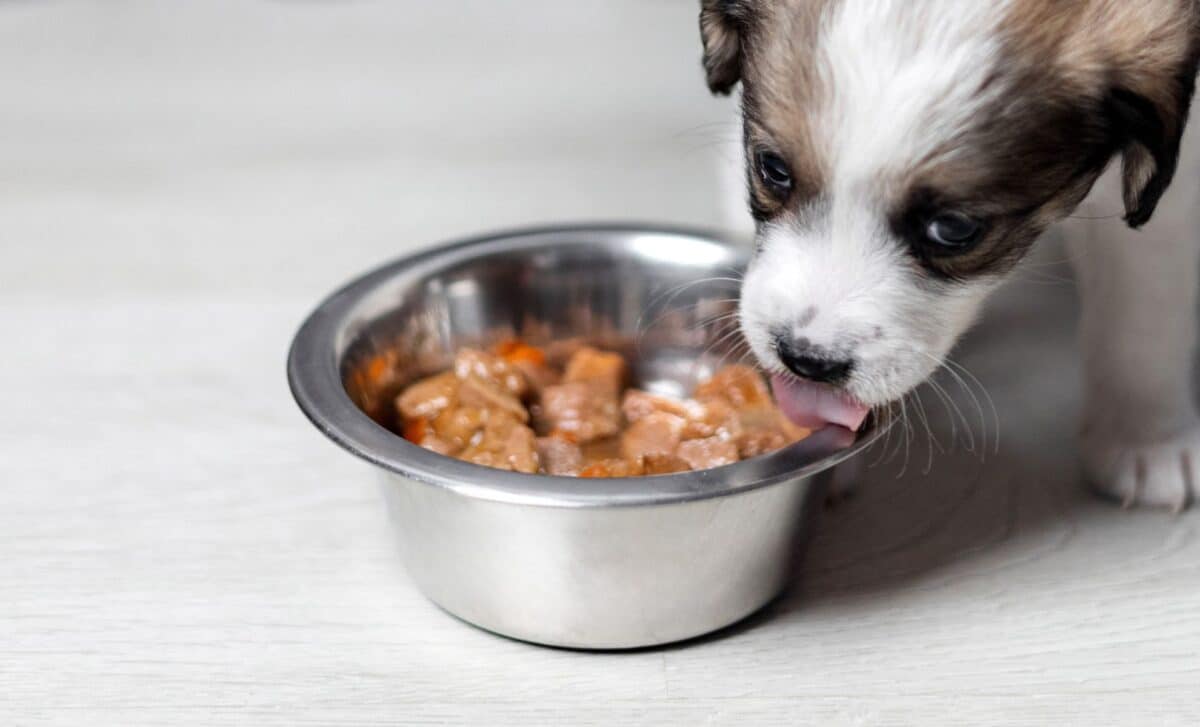 Pet Food Recall Issued After Dozens of Dogs Develop Troubling Eye Symptoms