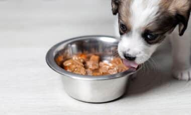 Pet Food Recall Issued After Dozens of Dogs Develop Troubling Eye Symptoms