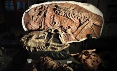 A Fossilised Head Of The Prestosuchus Chiniquensis Dinosaur Is Seen At Cappa