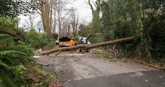 Storm Darragh Brought Down A Tree In Sid Road