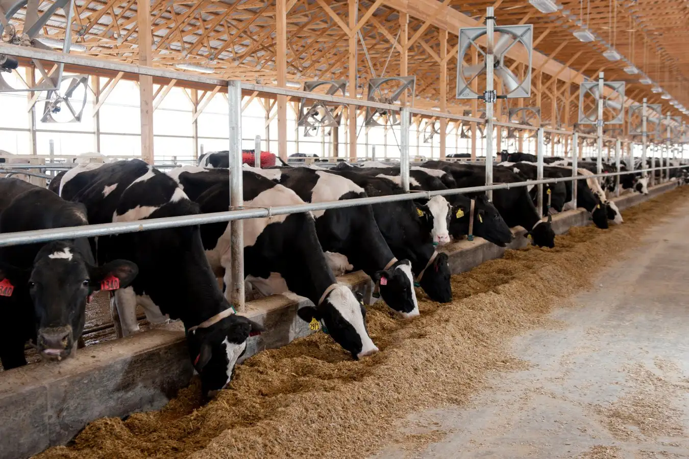Bird Flu Spreads Again: New Strain Detected in US Dairy Cows