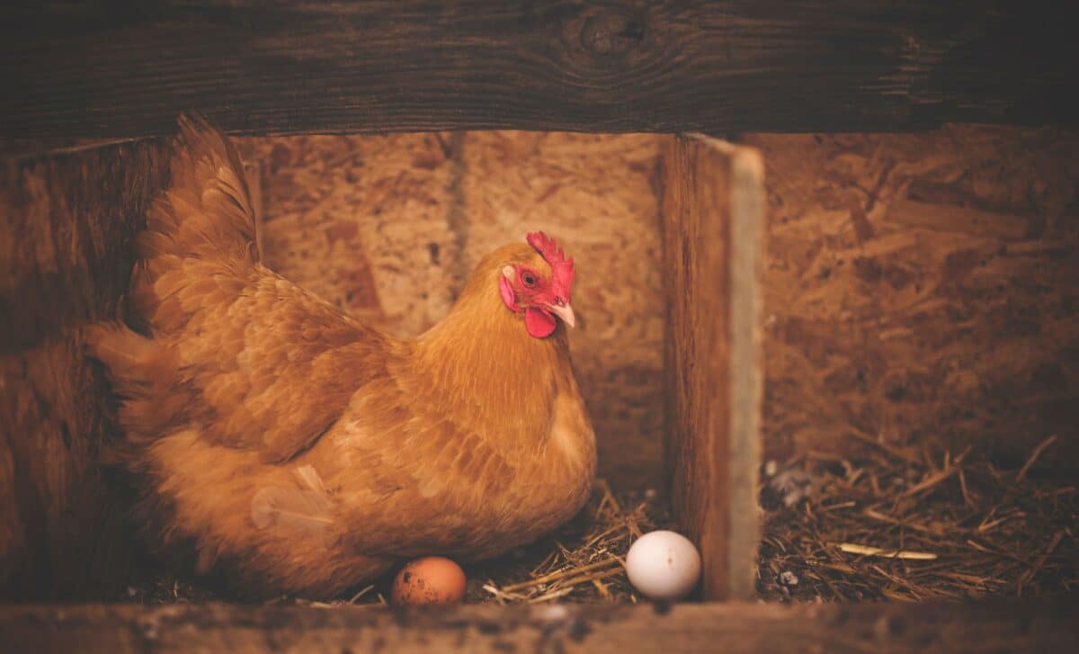 Bird Flu US