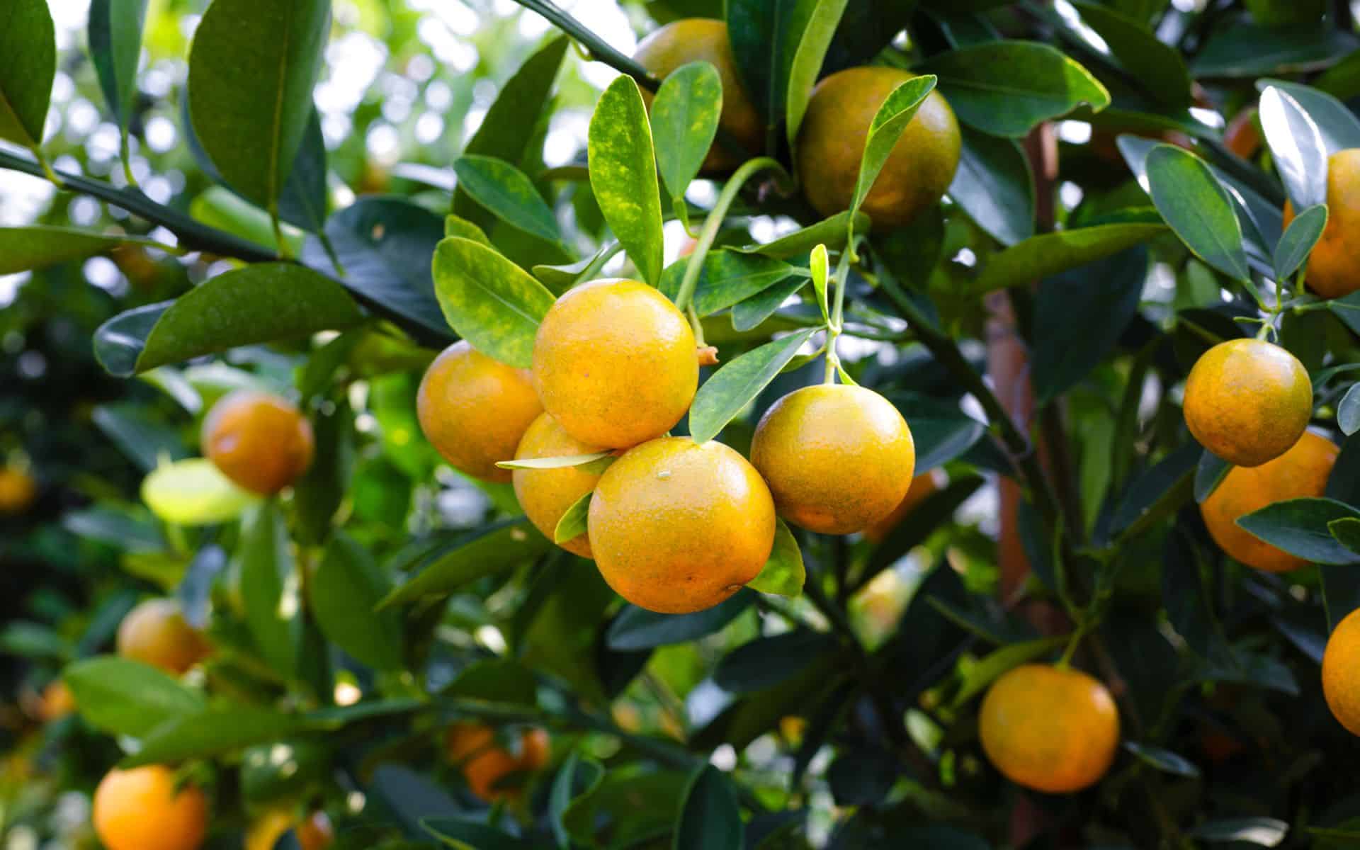 Citrus Industry