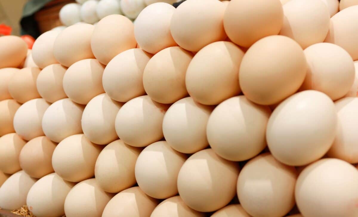 Egg prices investigation