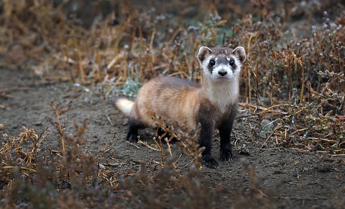 Endangered species Act change