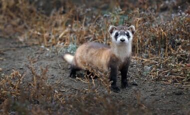 Endangered species Act change