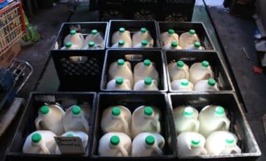 FDA milk testing halted
