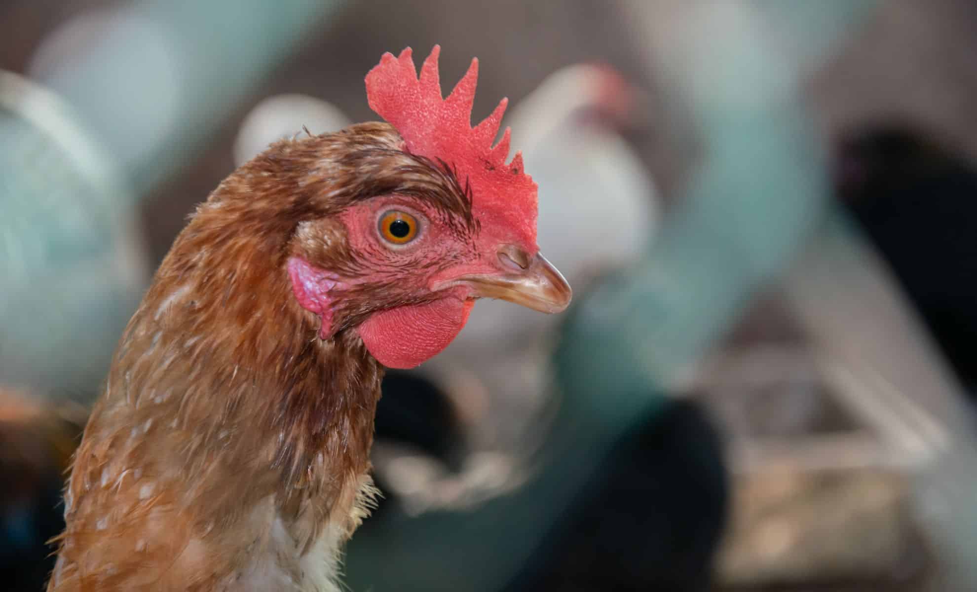 H5N1 Bird flu alert