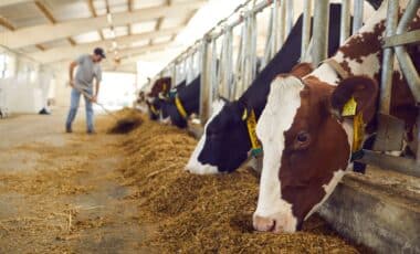 Mexico cattle import halted