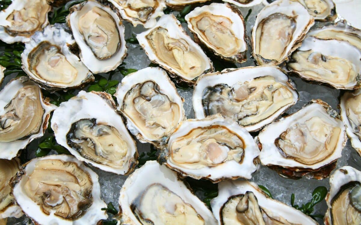 Oyster