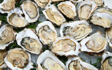 Oyster