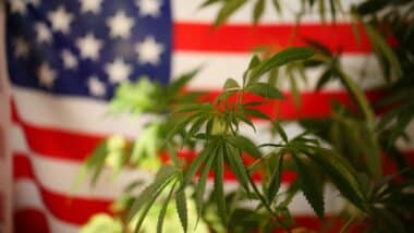 Cannabis
