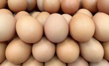 FDA eggs recall