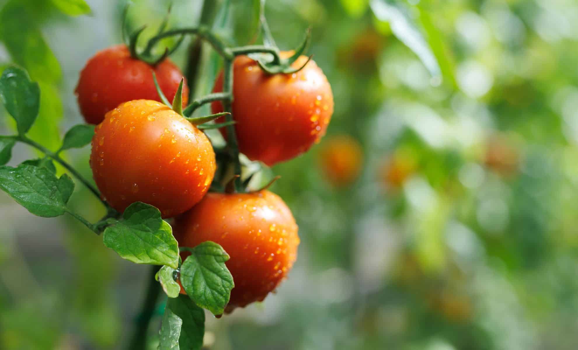 Mexican tomato price hike