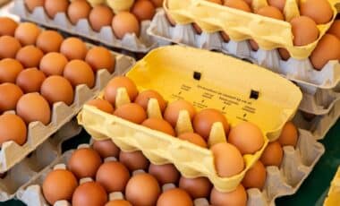 FDA eggs recall
