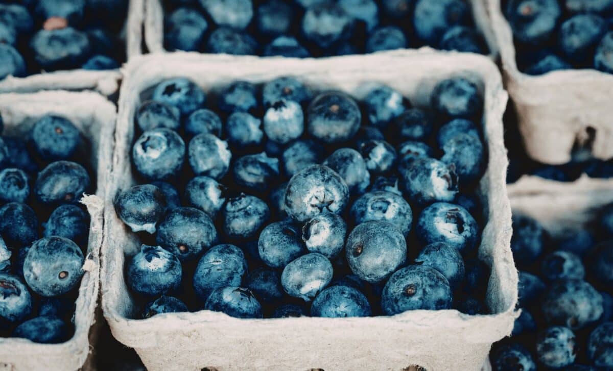 Blueberries in a Cardboard Container
