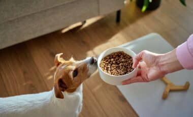 FDA dog food recall