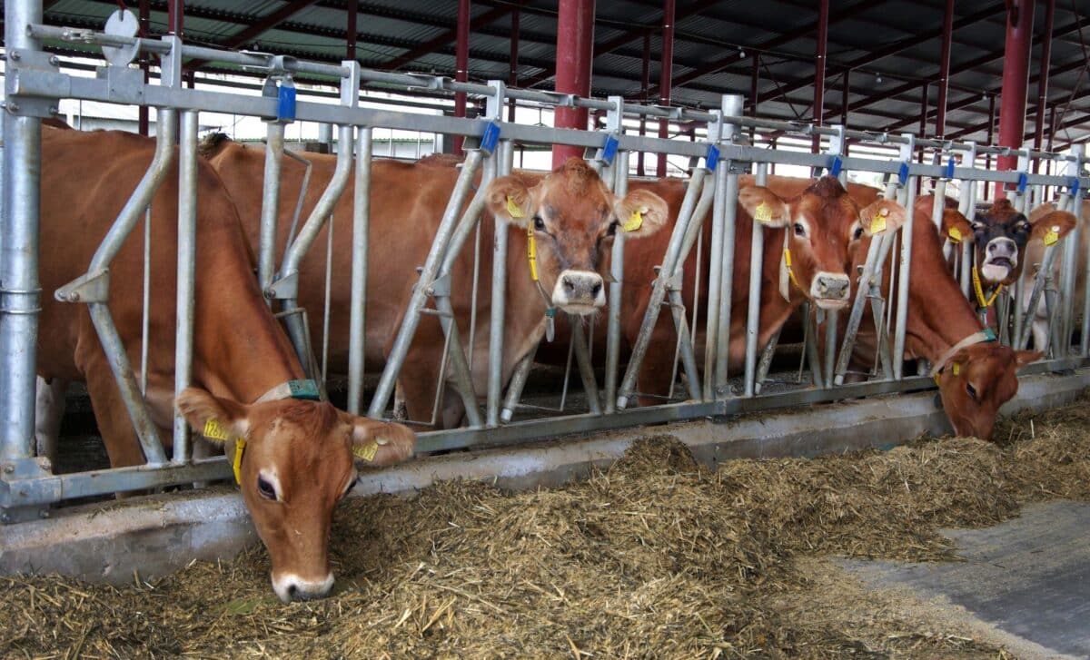 USDA Axes the Program Shielding Minority Farmers From Losing Their Land