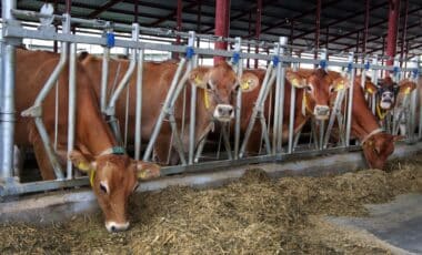 USDA Axes the Program Shielding Minority Farmers From Losing Their Land