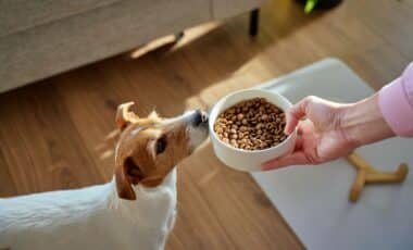 The Dog Food in Your Freezer Right Now Could Be Recalled, Here's What to Check