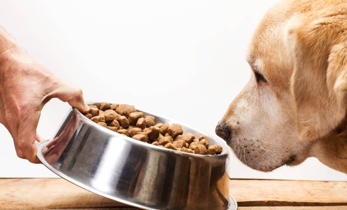 Dog looking at a bowl of dry food placed in front of it