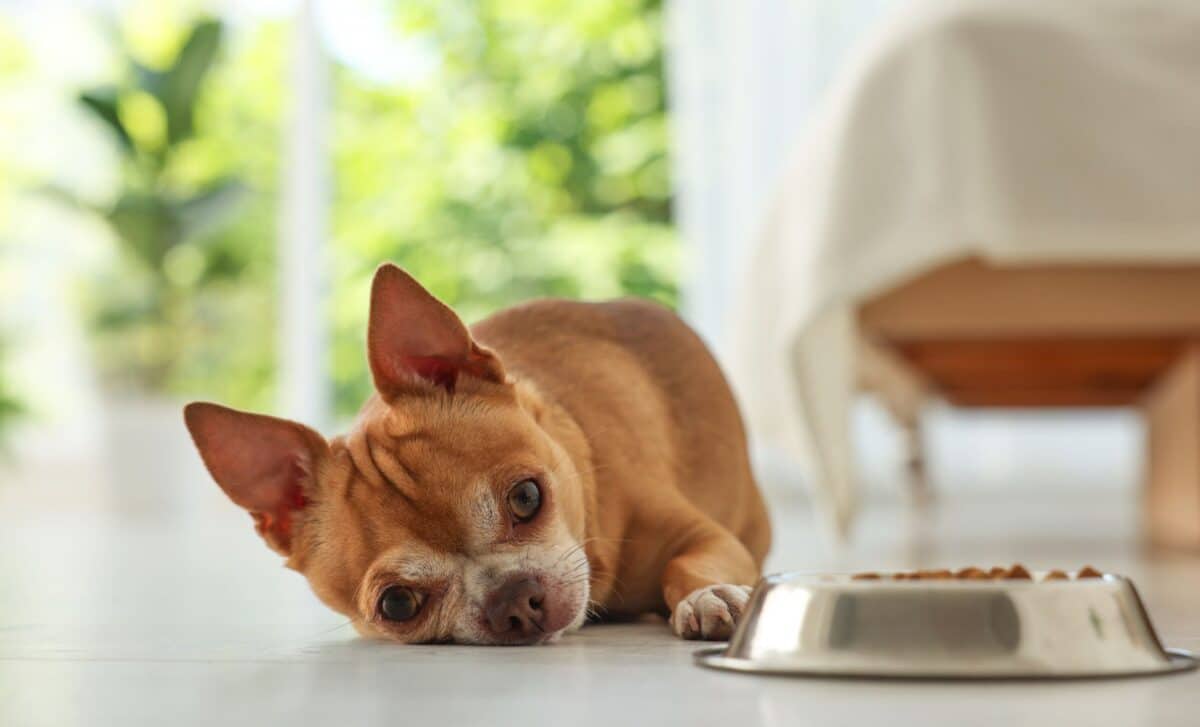 Two Dog Food Brands Pull Products After Salmonella and Metal Contamination Alerts