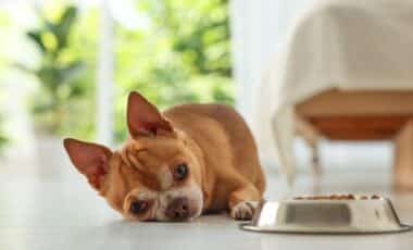 Two Dog Food Brands Pull Products After Salmonella and Metal Contamination Alerts