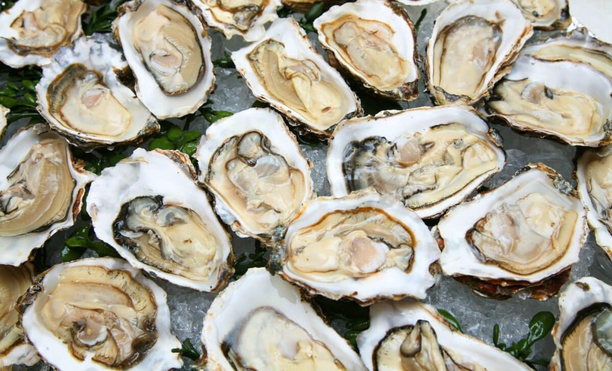 Oyster Recall Expands Across the U.S. After 27 Salmonella Cases and Five Hospitalizations